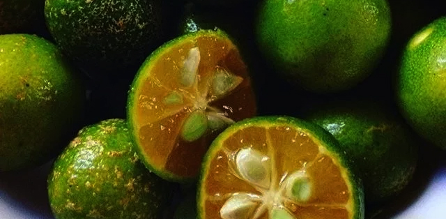 How To Grow-Calamansi In A Pot