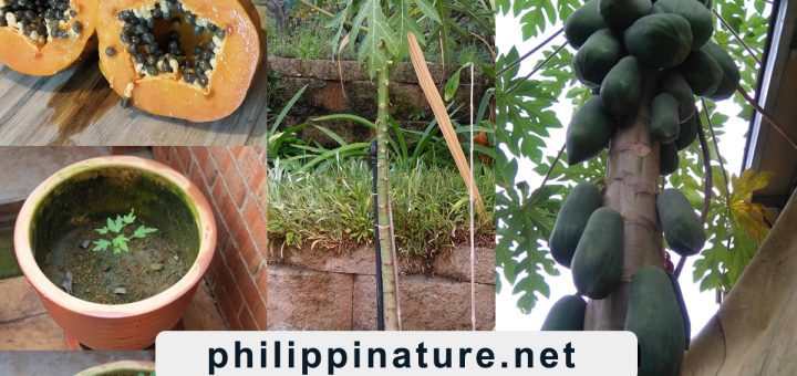 How to Grow Papaya from Seed