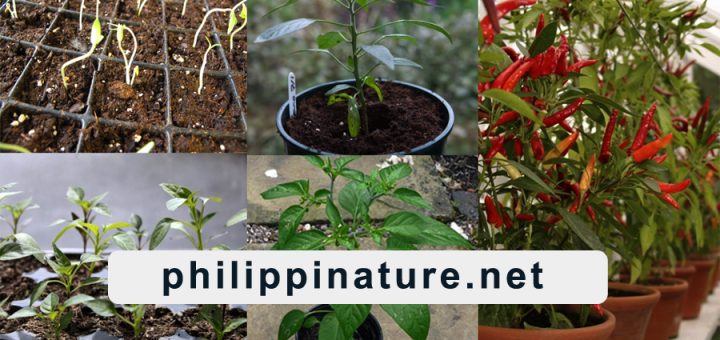 How to grow chillies from seed