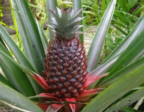 alamat ng pinya