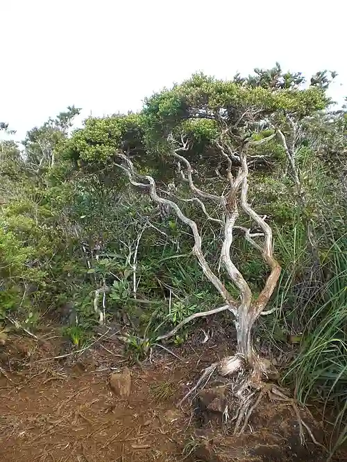 bonsai forest hamiguitan