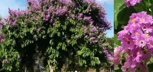 Banaba Tree