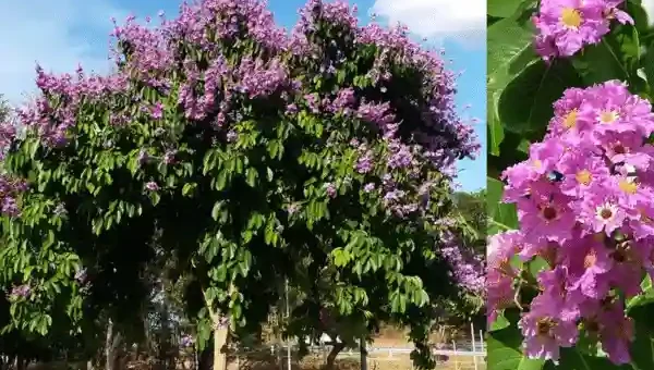 Banaba Tree
