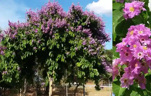 Banaba Tree