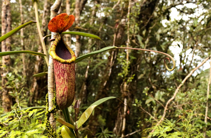 Copeland's Pitcher Plant