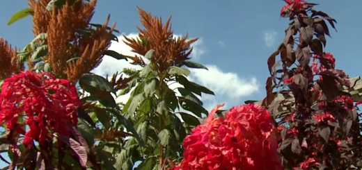 Edible Amaranth