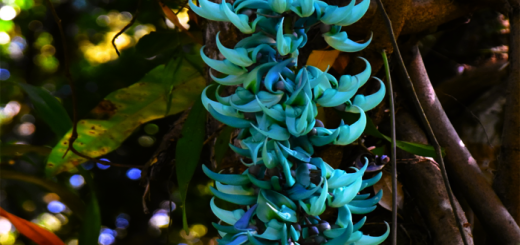 Jade Vine