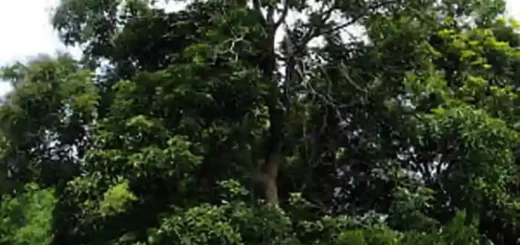 Mulawin Tree