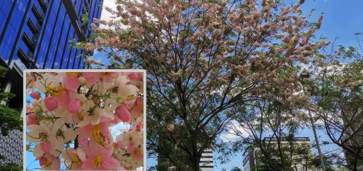 palawan cherry blossom