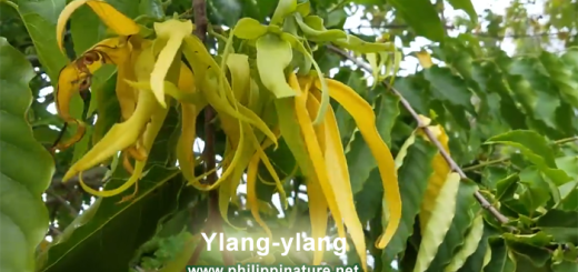 Ylang-ylang