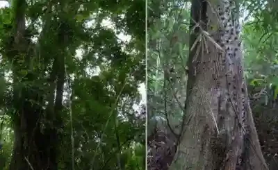 balakat tree