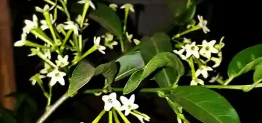 dama de noche