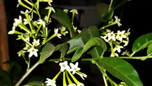 dama de noche