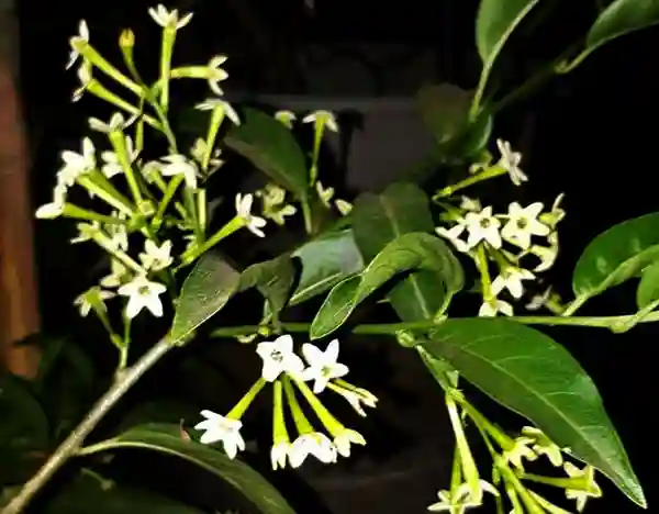 dama de noche
