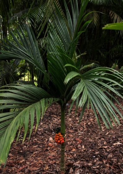 Ipot Palm
