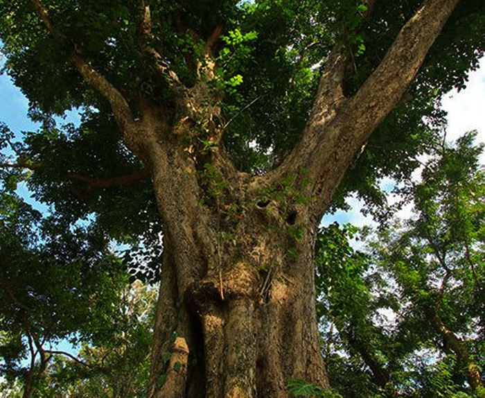 Narra Tree
