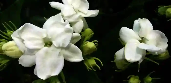Sampaguita