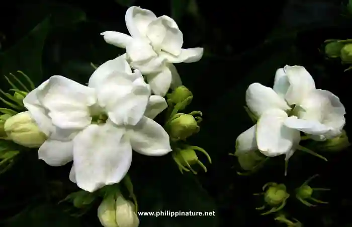 Sampaguita