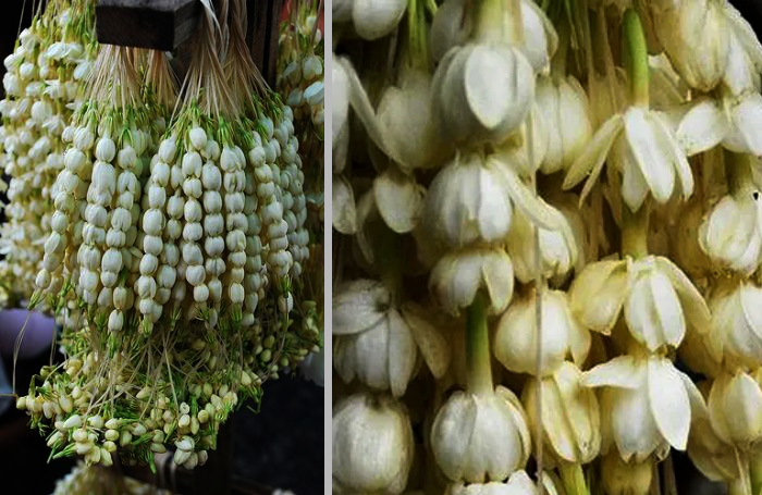 sampaguita flower