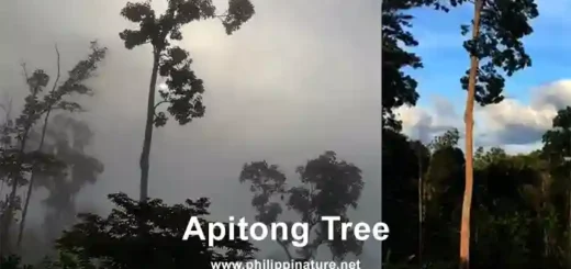 Apitong Tree