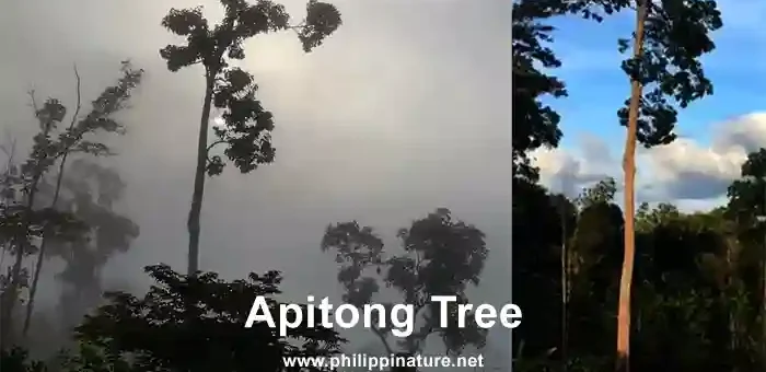 Apitong Tree