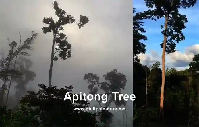Apitong Tree
