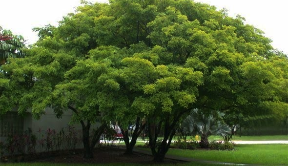 Bani Tree