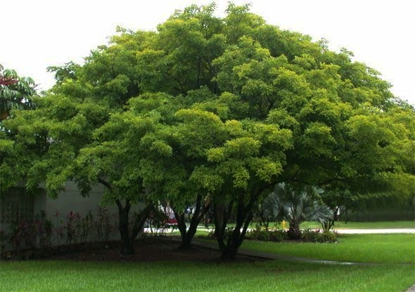Bani Tree