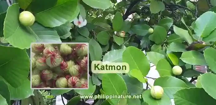 Katmon