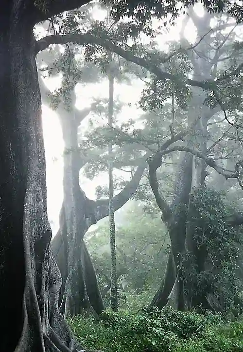 Malabulak Cotton Tree