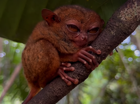 Philippine Tarsier