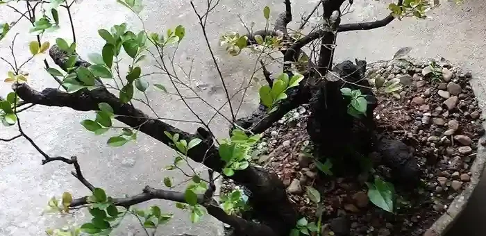 Philippine ebony