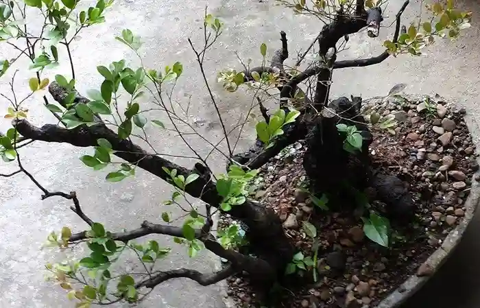 Philippine ebony