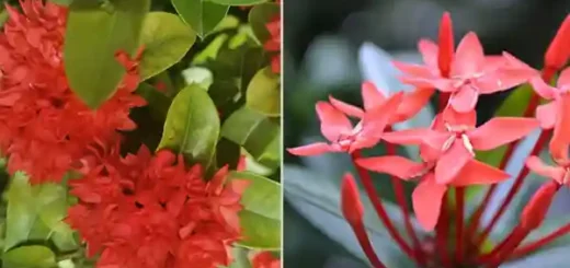 Santan Flower
