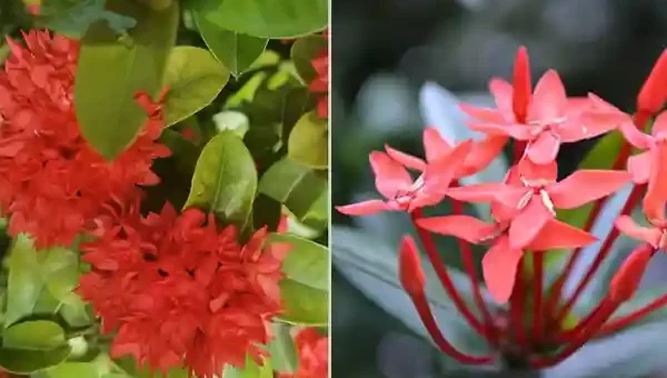 Santan Flower