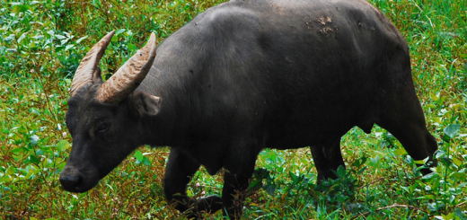 Tamaraw Mindoro Dwarf Buffalo