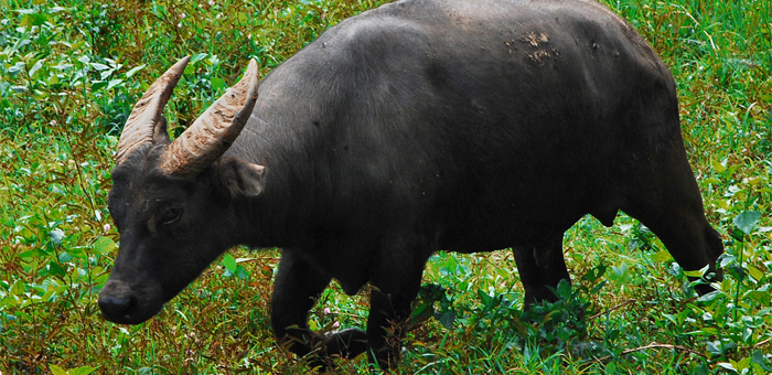 Tamaraw Mindoro Dwarf Buffalo