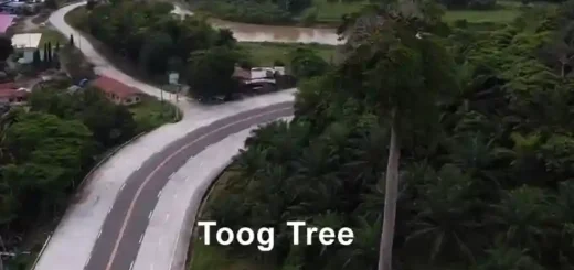 Toog Tree - Philippine Rosewood