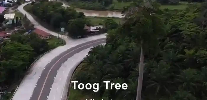 Toog Tree - Philippine Rosewood