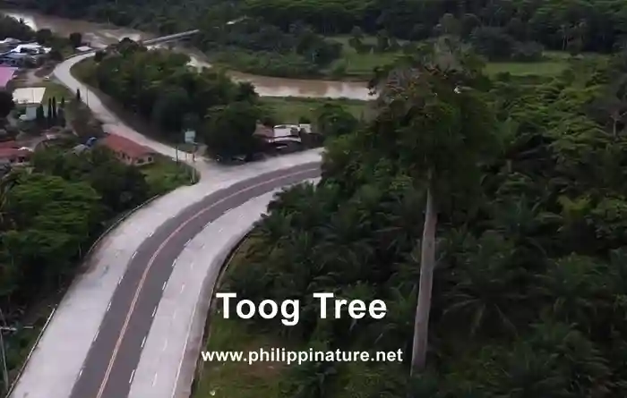 Toog Tree - Philippine Rosewood