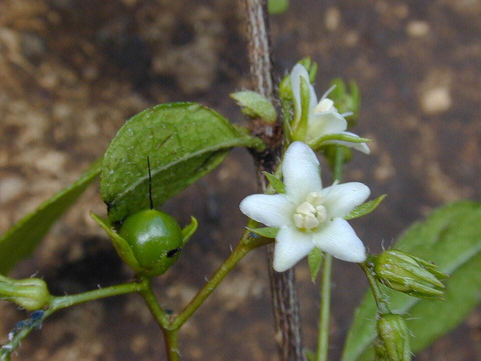 Tsang Gubat Flower