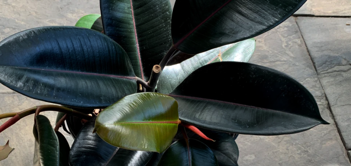 black prince rubber tree