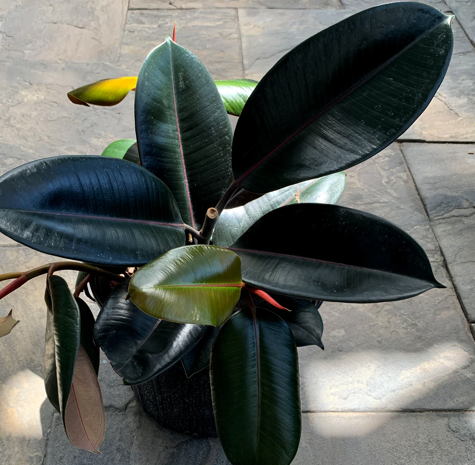 black prince rubber tree