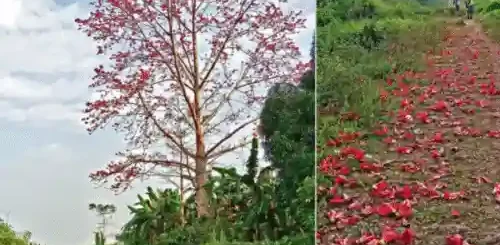 malabulak tree