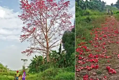 malabulak tree