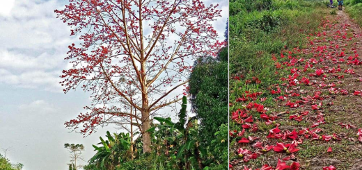 Malabulak Tree