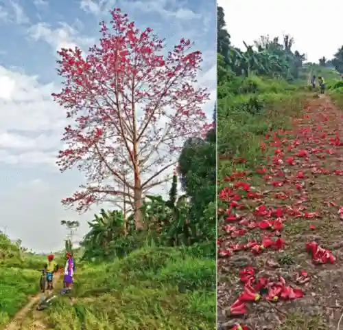 malabulak tree