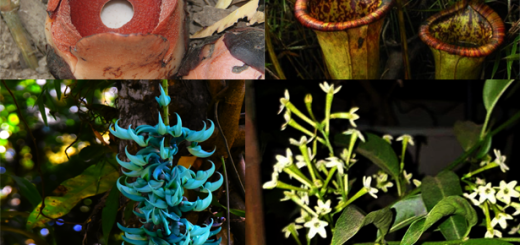 Rare Plants in the Philippines