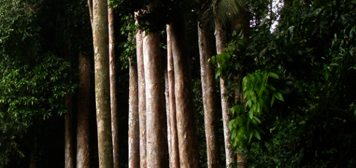 Yakal Tree