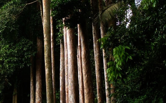 Yakal Tree